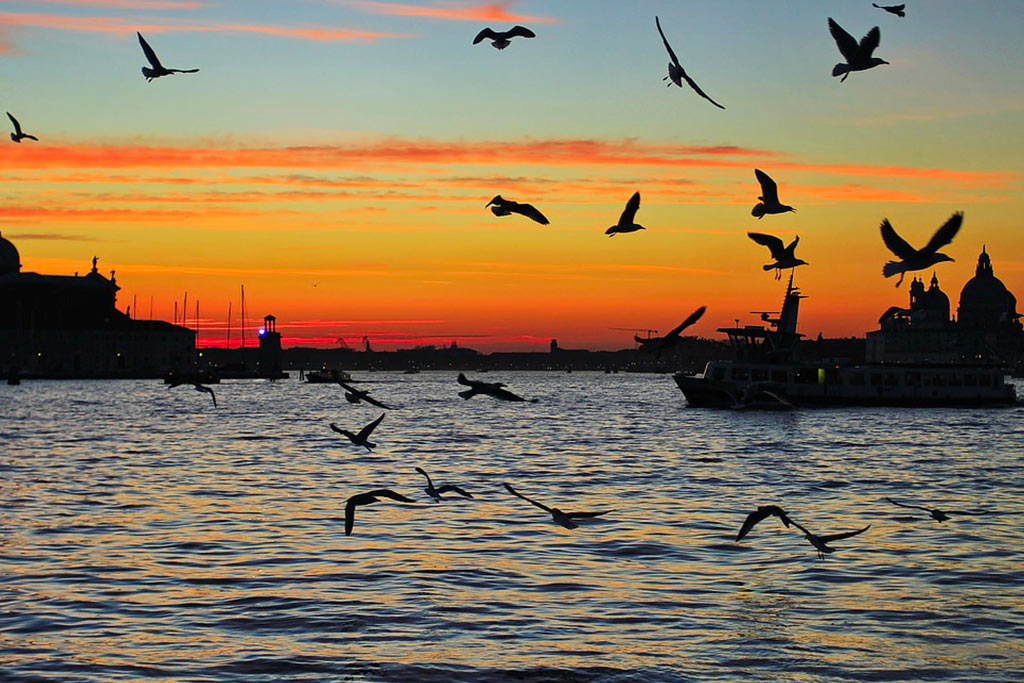 Transfer in motonave a Venezia - Transfer Piazza San Marco Venezia - Tour in Laguna